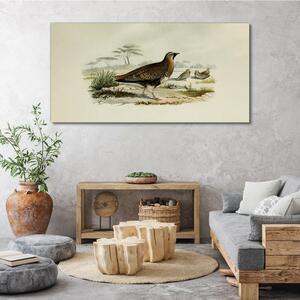 Obraz na plátně Obraz na plátně Ptáci divoká zvířata