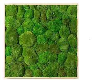Mechový obraz 50x50 cm z kopečkového mechu, přírodní +