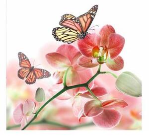 Fototapeta - Motýli a orchideje 225x250 + zdarma lepidlo