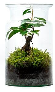 Gardners Skleněná váza DIGITALIS se zúženým otvorem - výška 35 cm, průměr 19 cm - osázené Ficus Microcarpa Ginseng