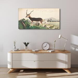 Obraz na plátně Obraz na plátně Gazelle zvířata kreslení