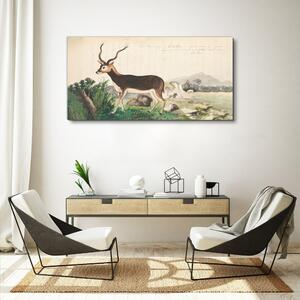 Obraz na plátně Obraz na plátně Gazelle zvířata kreslení
