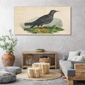 Obraz na plátně Obraz na plátně Zvířata ptáků