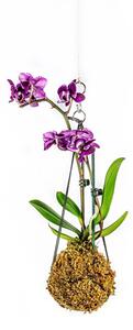 Kokedama Phalaenopsis (S) Falenopsis, můrovec