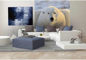 Fototapeta - Lední medvěd 375x250 + zdarma lepidlo