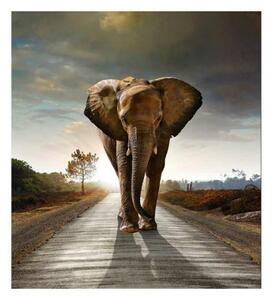 Fototapeta - Kráčející slon 225x250 + zdarma lepidlo