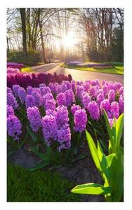 Fototapeta - Květiny hyacintu 375x250 + zdarma lepidlo