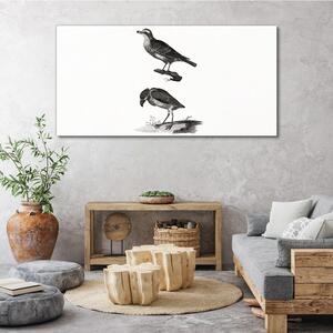 Obraz na plátně Obraz na plátně Kreslení zvířat ptáků