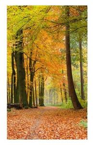 Fototapeta - Podzimní lesík 225x250 + zdarma lepidlo