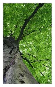 Fototapeta - Koruna stromu 375x250 + zdarma lepidlo