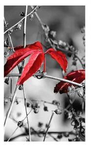 Fototapeta - Červené listí na černém pozadí 225x250 + zdarma lepidlo