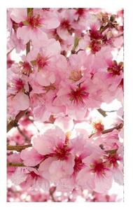 Fototapeta - Květy jabloní 225x250 + zdarma lepidlo