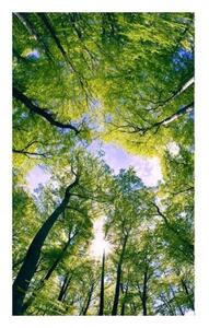 Fototapeta - Stromy v oblacích 375x250 + zdarma lepidlo