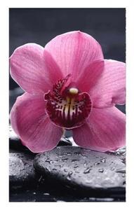 Fototapeta - Orchidej květ 225x250 + zdarma lepidlo
