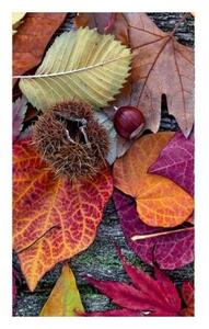 Fototapeta - Podzimní listí 375x250 + zdarma lepidlo