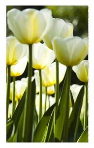 Fototapeta - Bílé tulipány X 225x250 + zdarma lepidlo