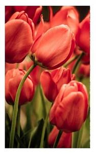 Fototapeta - Červené tulipány 225x250 + zdarma lepidlo