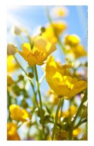 Fototapeta - Žluté květiny 375x250 + zdarma lepidlo