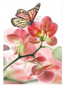 Fototapeta - Motýli a orchideje 375x250 + zdarma lepidlo