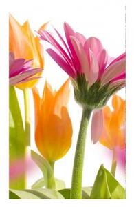 Fototapeta - Jarní květiny 225x250 + zdarma lepidlo