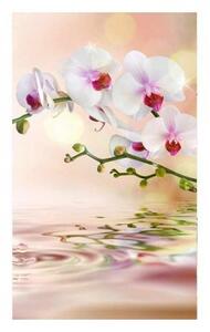 Fototapeta - Bílá orchidej X 225x250 + zdarma lepidlo