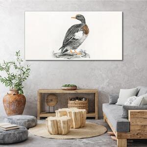 Obraz na plátně Obraz na plátně Kreslení zvířat pták kachna