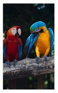 Fototapeta - Barevní papoušci Ara 375x250 + zdarma lepidlo
