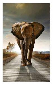 Fototapeta - Kráčející slon 225x250 + zdarma lepidlo
