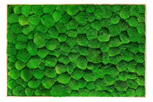Mechový obraz 80x120 cm z kopečkového mechu, přírodní +