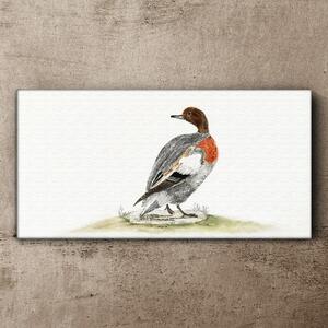 Obraz na plátně Obraz na plátně Kreslení zvířat pták kachna