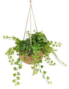 Hedera helix (S) Břečťan popínavý
