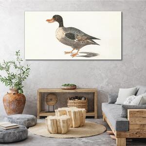 Obraz na plátně Obraz na plátně Kreslení pták kachna