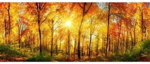 Panoramatická fototapeta - Slunečný les + zdarma lepidlo