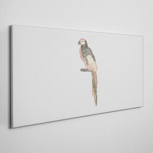 Obraz na plátně Obraz na plátně Kreslení zvířecí pták papoušek