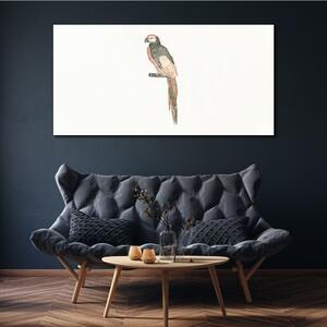 Obraz na plátně Obraz na plátně Kreslení zvířecí pták papoušek