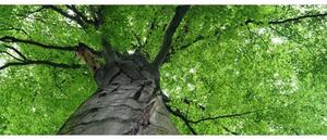 Panoramatická fototapeta - Koruna stromu + zdarma lepidlo