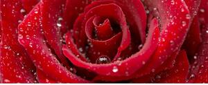 Panoramatická fototapeta - Červená růže + zdarma lepidlo