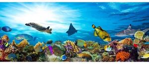 Panoramatická fototapeta - Ryby v oceánu + zdarma lepidlo