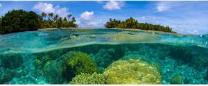 Panoramatická fototapeta - Korálový útes + zdarma lepidlo