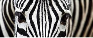 Panoramatická fototapeta - Zebra + zdarma lepidlo