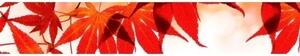 DIMEX | Fototapeta do kuchyně Červené listy KI-350-008 | 350 x 60 cm | červená, bílá, hnědá