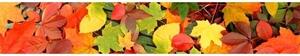 DIMEX | Fototapeta do kuchyně Listy KI-350-027 | 350 x 60 cm | zelená, žlutá, oranžová, hnědá