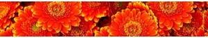 DIMEX | Fototapeta do kuchyně Gerbera KI-350-059 | 350 x 60 cm | červená, oranžová