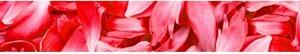 DIMEX | Fototapeta do kuchyně Červené okvětní lístky KI-350-056 | 350 x 60 cm | červená