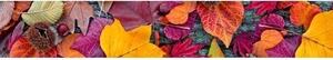 DIMEX | Fototapeta do kuchyně Podzimní listí KI-350-047 | 350 x 60 cm | fialová, žlutá, hnědá
