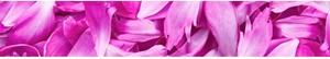 DIMEX | Fototapeta do kuchyně Fialové okvětní lístky KI-350-055 | 350 x 60 cm | fialová