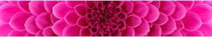 DIMEX | Fototapeta do kuchyně Růžová jiřina KI-350-049 | 350 x 60 cm | růžová