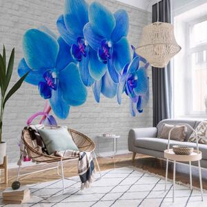 Fototapeta Modré vzrušení - energetické orchideje na cihlovém pozadí v bílé