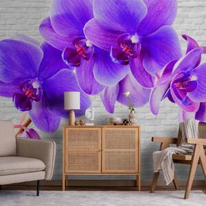 Fototapeta Fialové vzrušení - motiv orchidejových květů na bílém pozadí s cihlou