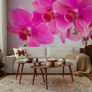 Fototapeta Zamyšlení - růžové květy orchideje na pozadí v odstínech fialové